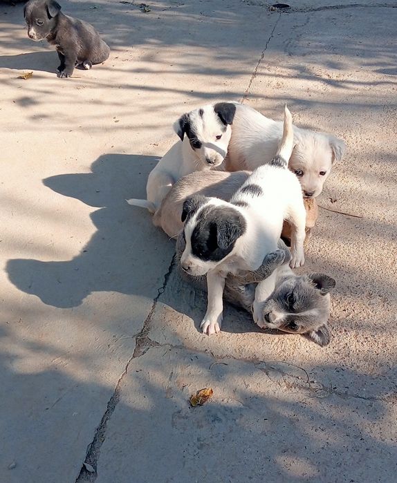 Щенки в добрые руки Ташкент