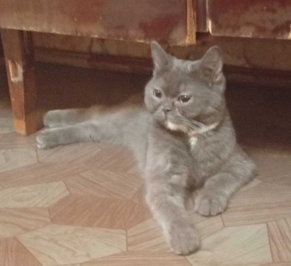 Zotdor britanskiy mushuk shinshella