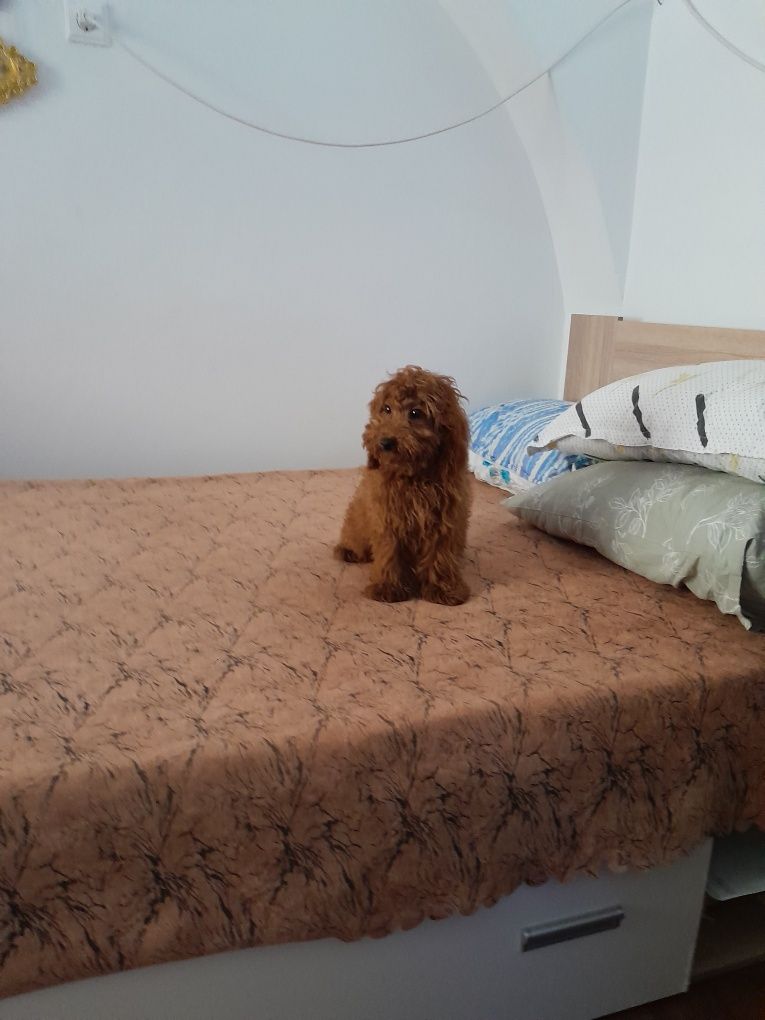 Red-Apricot Toy Pudel