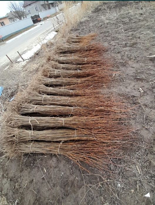 puieți de salcâm pentru împădurirea terenurilor degradate, agricole