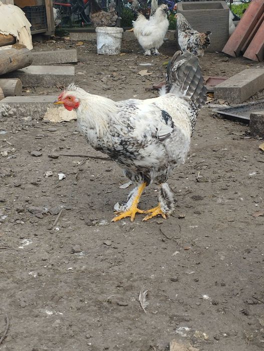 Vând cocoș  tânăr