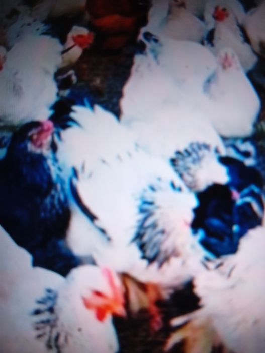 Vind puicuțe de rasă Brahman foarte frumoase toate ouă