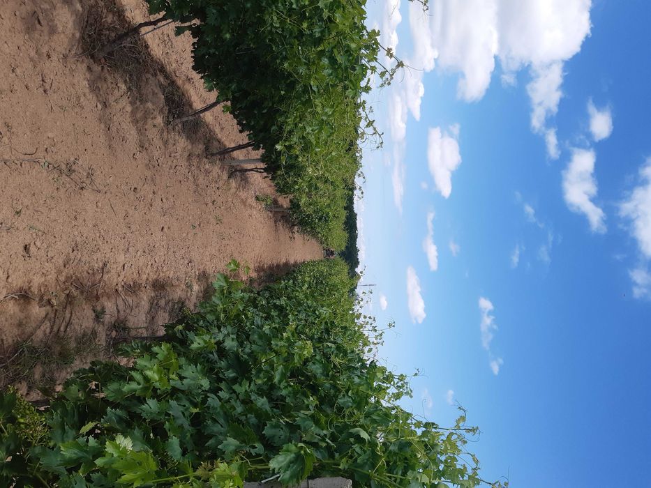 livada de pomi fructiferi si vie struguri de masa