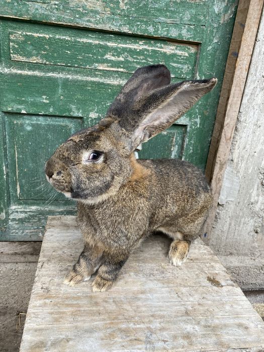 Uriaș german femele si mascul