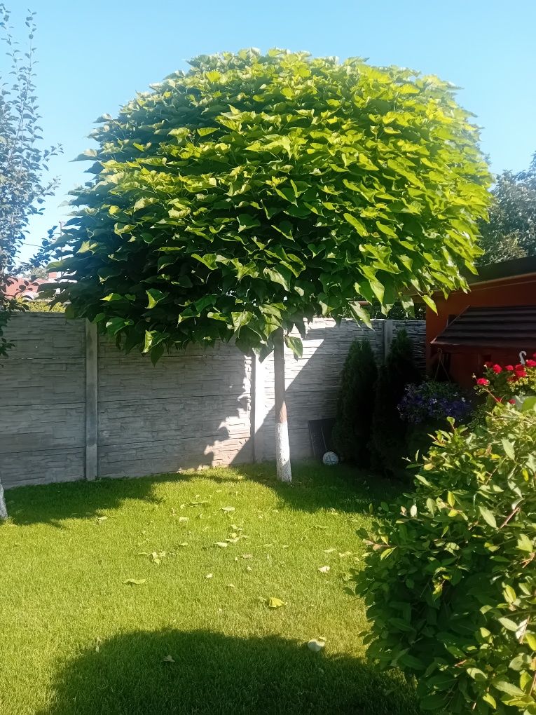 Vând copaci ornamentali pentru umbrire