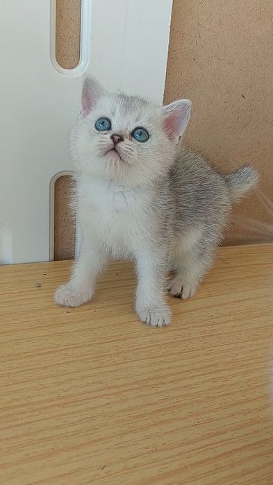 Британские шиншилла зоти тоза 1.5 ойлик лоток б.и житкис ва сухой. кор