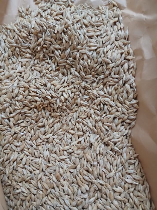 Vand orzoaica de primavara Planet C2