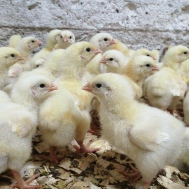 Продам цыплят бройлеров.