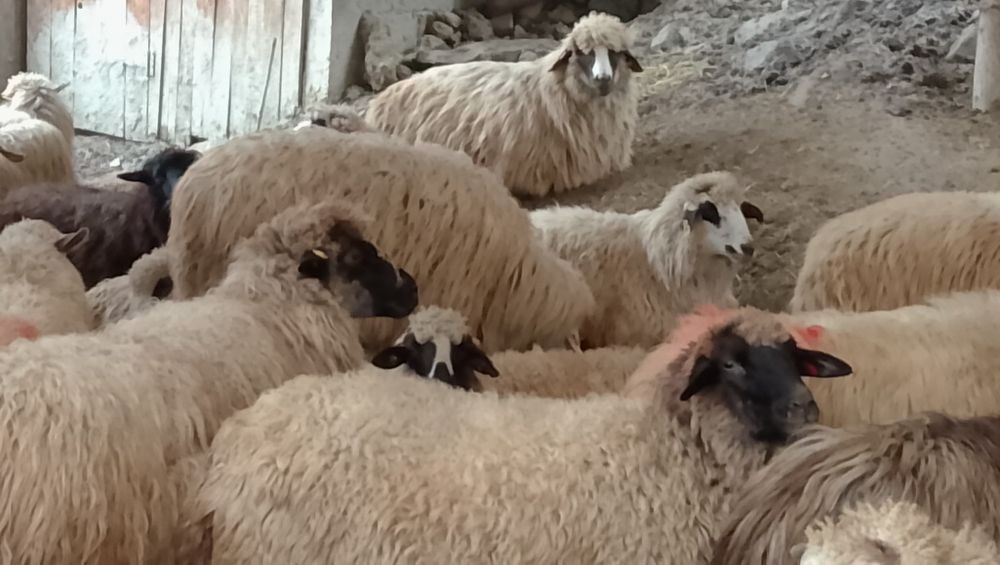 50 de oi spre vânzare