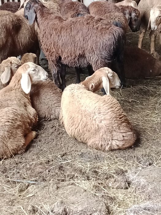 Продам баранчиков Гиссарской породы