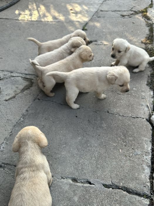 Щенки лобладоры чистокровные