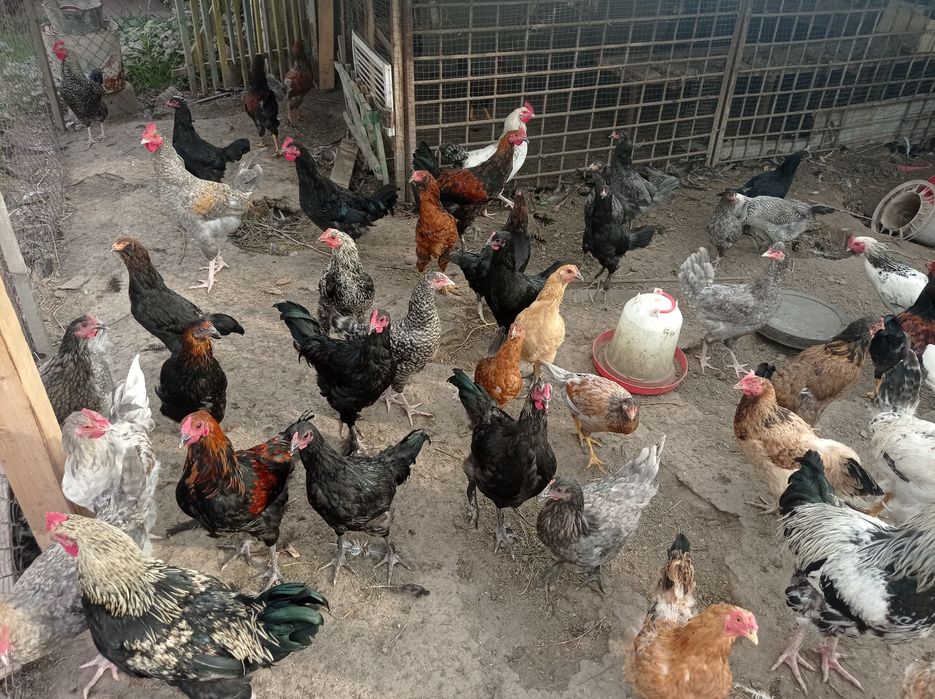 Продам или обменяю молодых петушков