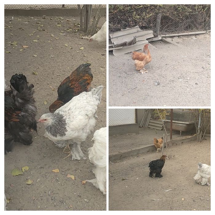 Продам Цыплят Брамы.