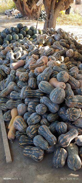 Қавоқ сотилади ,