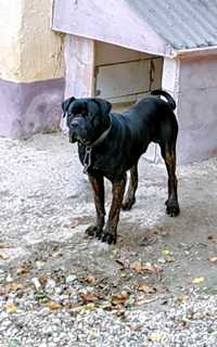 Cane corso,doi ani.