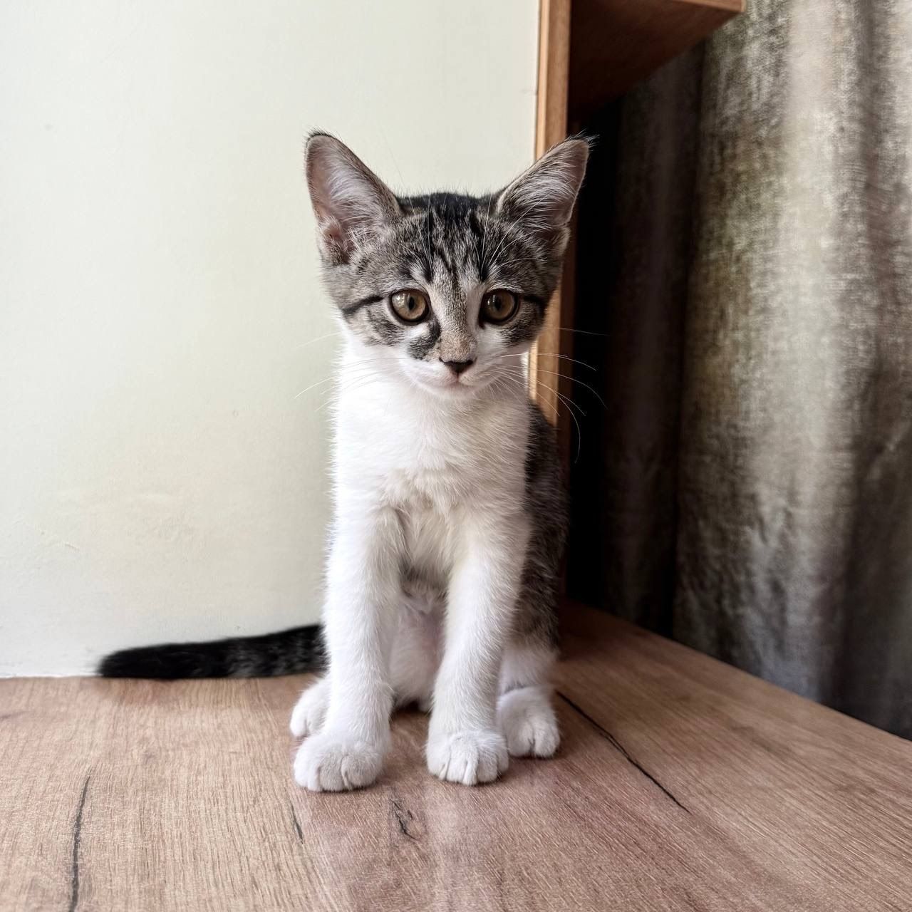 Котёнок ждёт любящего хозяина