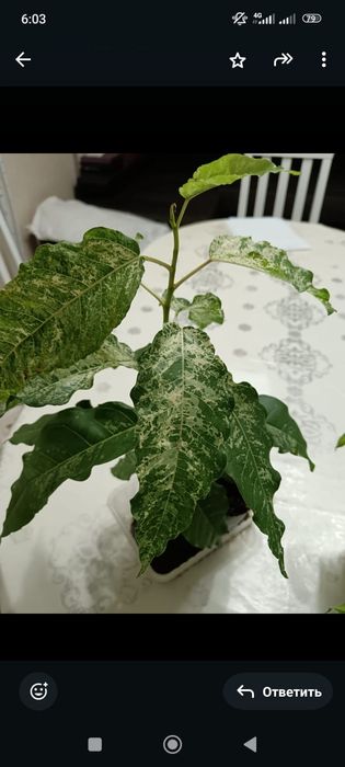 Коллекционный фикус Нью клон