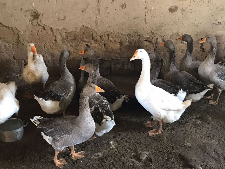 Каз сатылады 30 штук