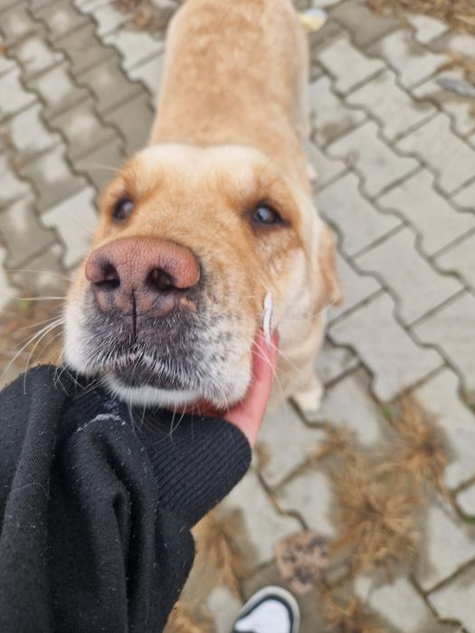 Vând căței Labrador metis