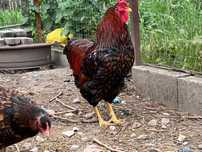 Familie wyandotte 3+1 , pui, gaini americane