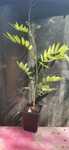 Glicina Mov (Wisteria)