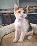 Vrei să chiar salvezi un suflet? Adopt-o pe pisica Buttercup!