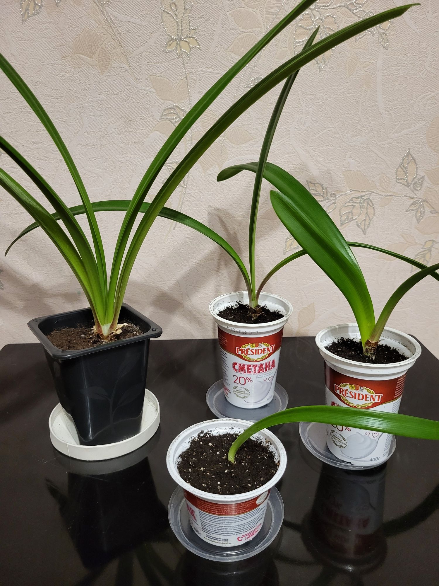 Комнатные растения