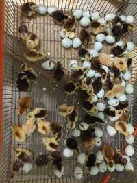 Oua prepelite pentru incubat sau consum