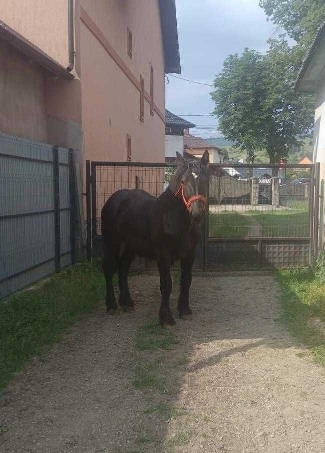 Mânz, armăsar de vânzare.