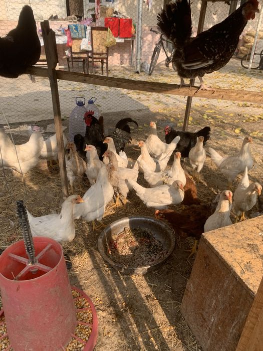 Tovuqla sotiladi tuxum qoyvoti