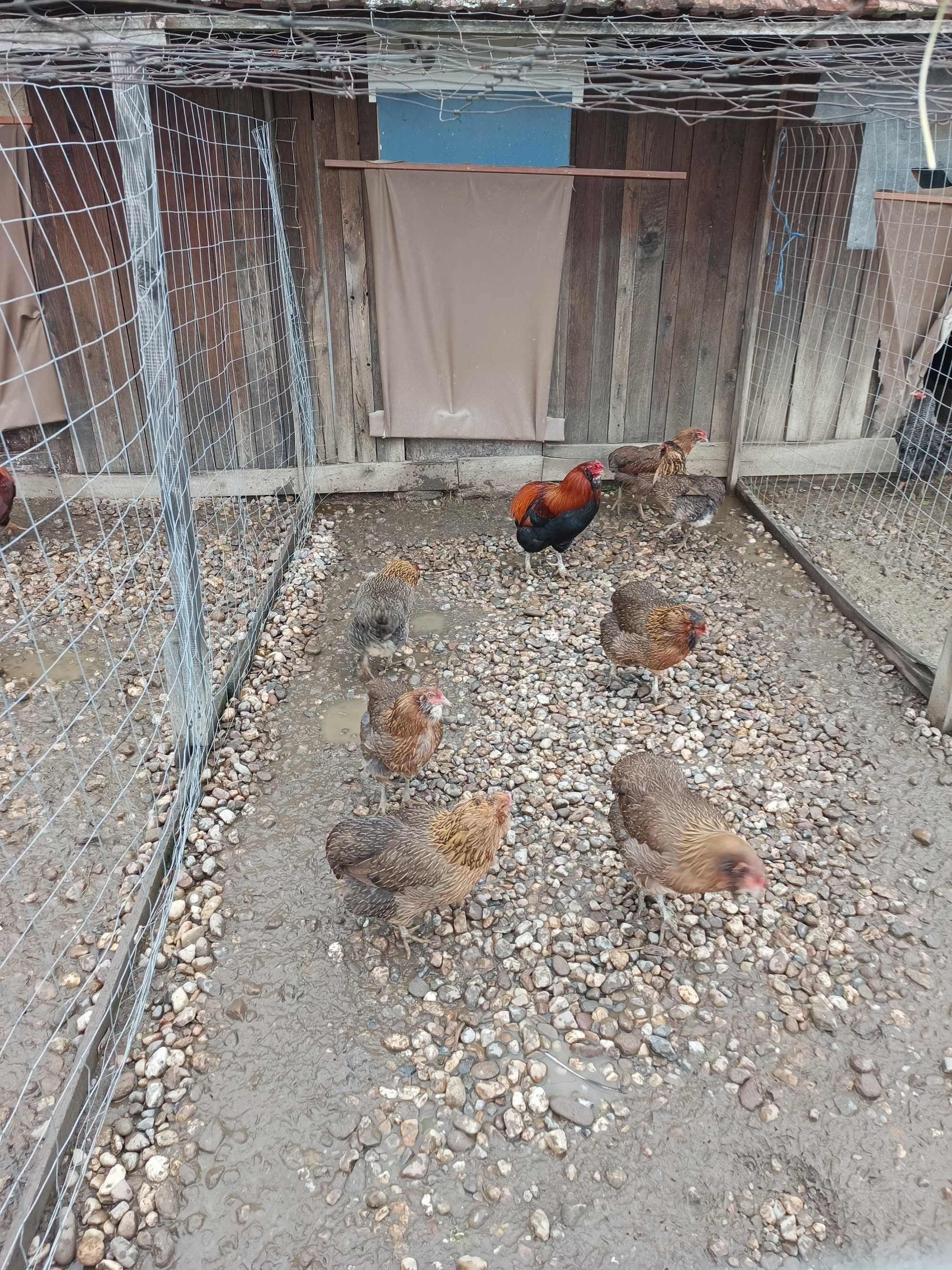 Vând oua araucana