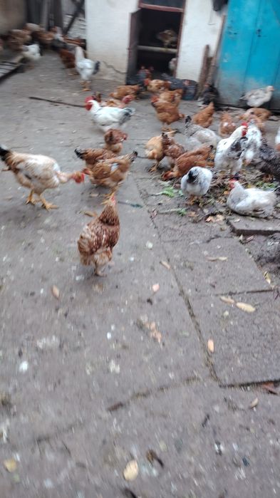 Vând găini și curci