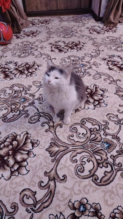 Cat Domestic Longhair