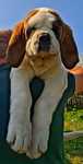 Femela Saint Bernard cu Pedigree