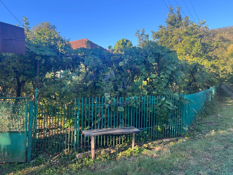 Vând struguri pentru vin