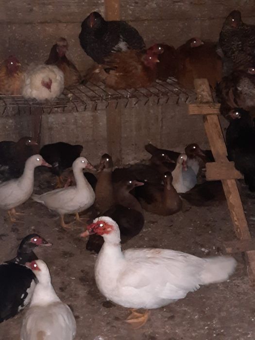 De vânzare rațe ciocolatiu și albe