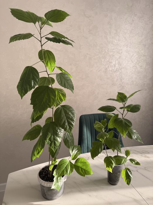 Гибискус здоровый и красивый