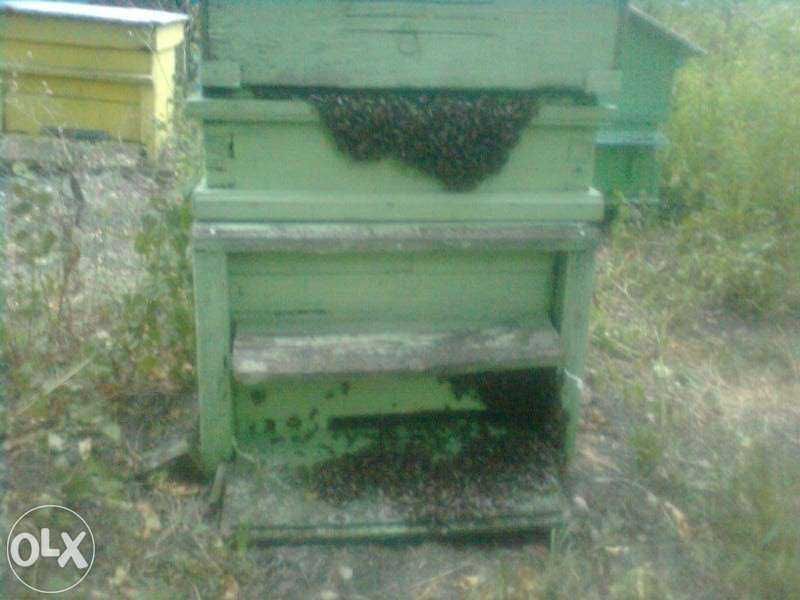 Презимували пчелни отводки ДБ-Доставка София