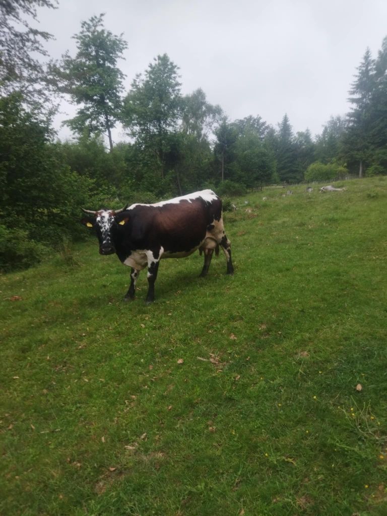 Vând vacă cu lapte