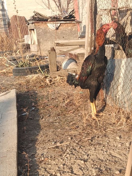 Продам или обмен на курицу