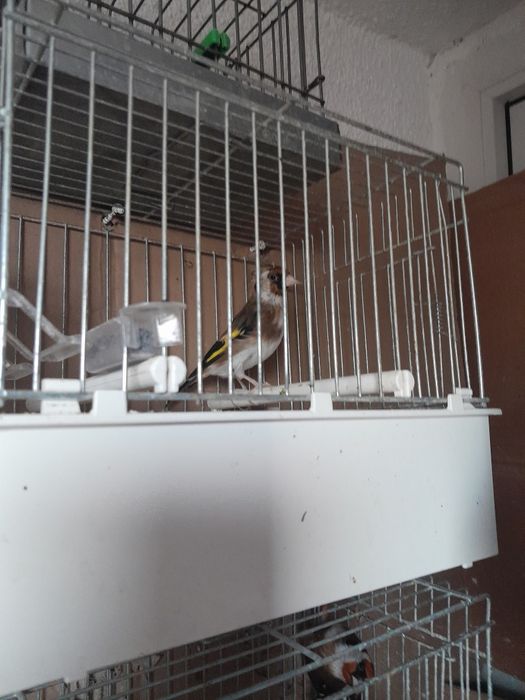 Vinzare canari de cintec