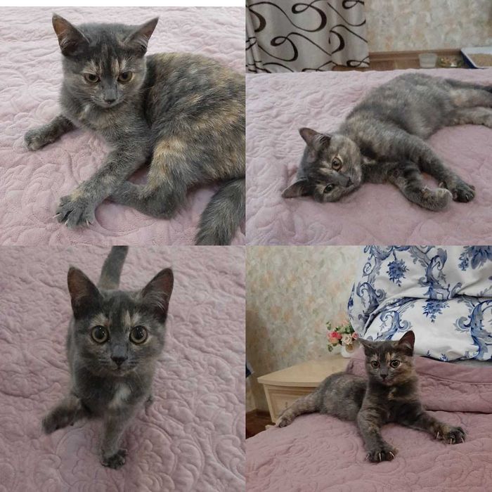 Котенок (девочка) в добрые руки