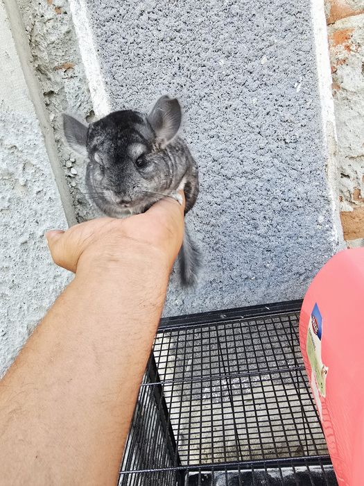 Cincila/shinsila/ chincila 300 buc.