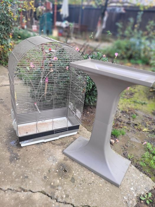 Colivie papagal imensa