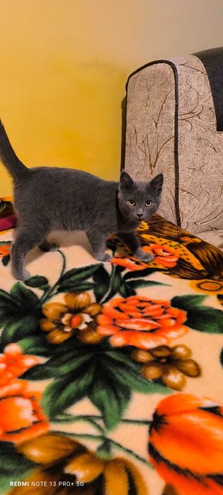 Pui motan Albastru de Rusia