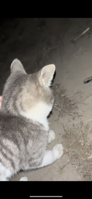 Отдам кота даром