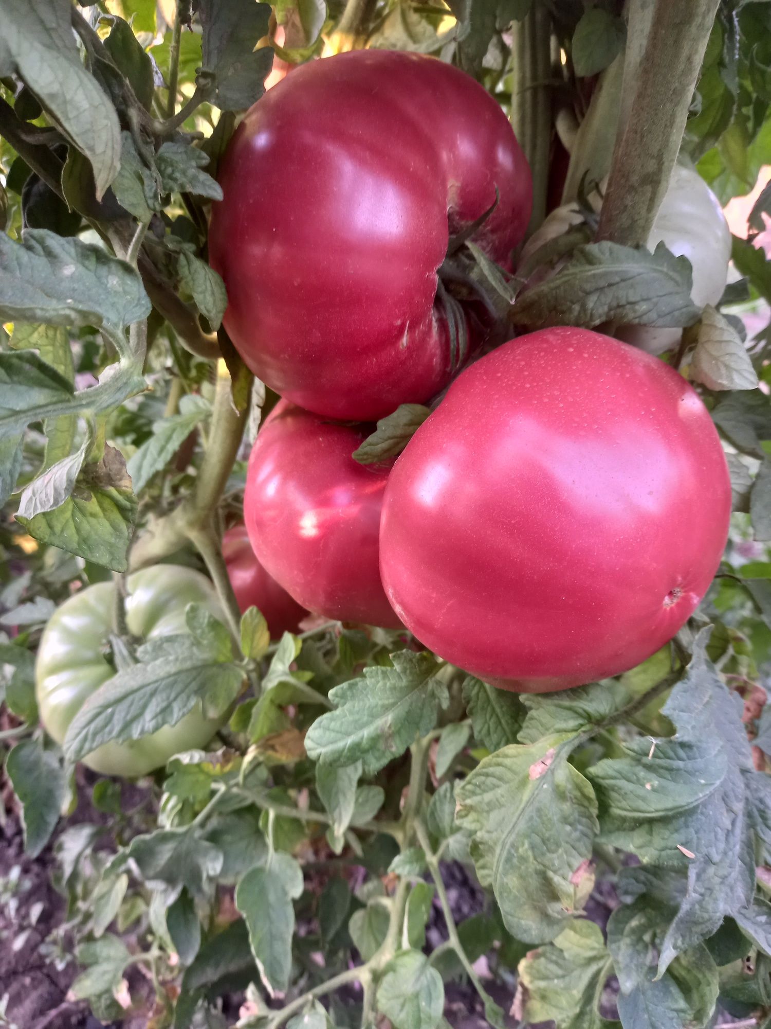 Продавам семена розови домати.