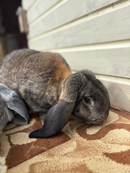 Iepuroi berbec german