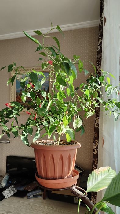 Продам перец острый(горький)