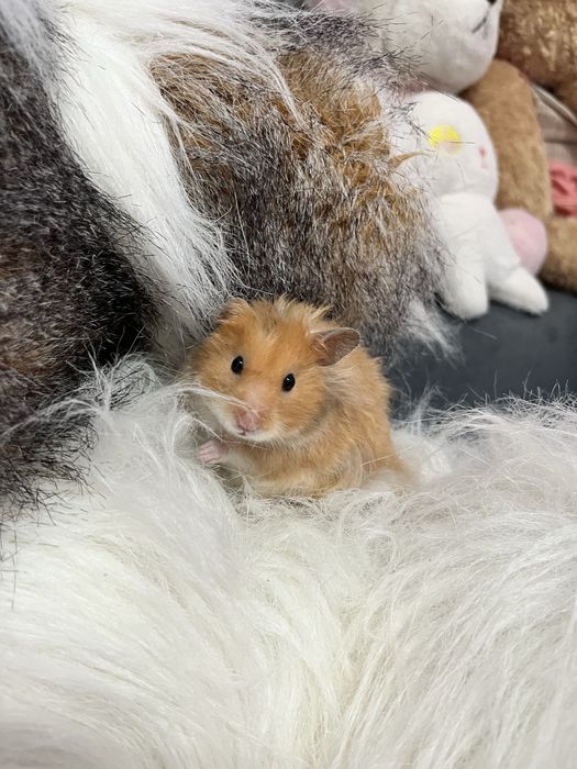 Продам сирийского хомяка